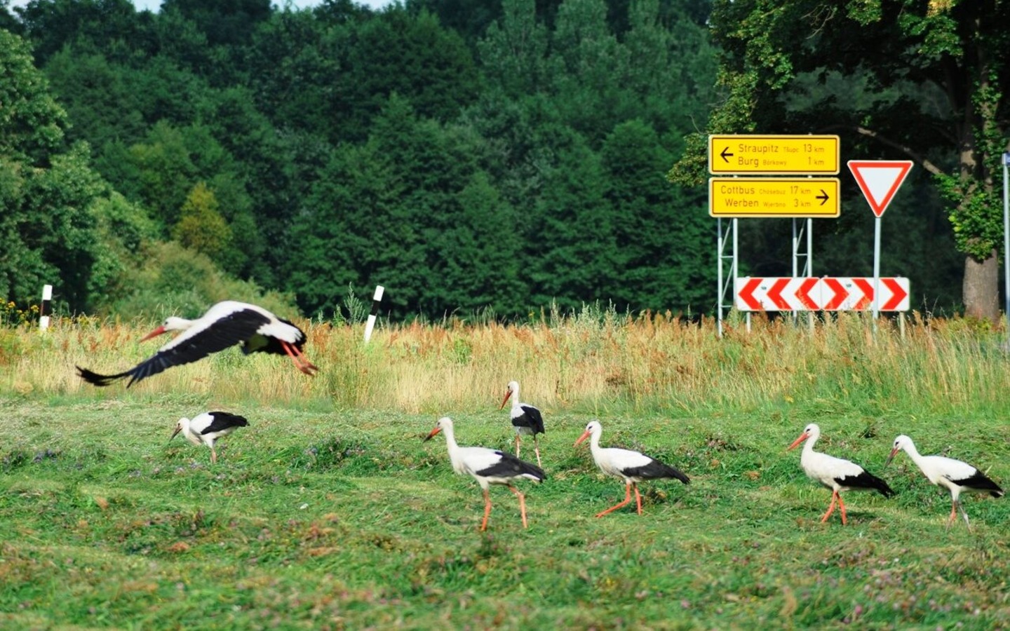 Störche im Spreewald