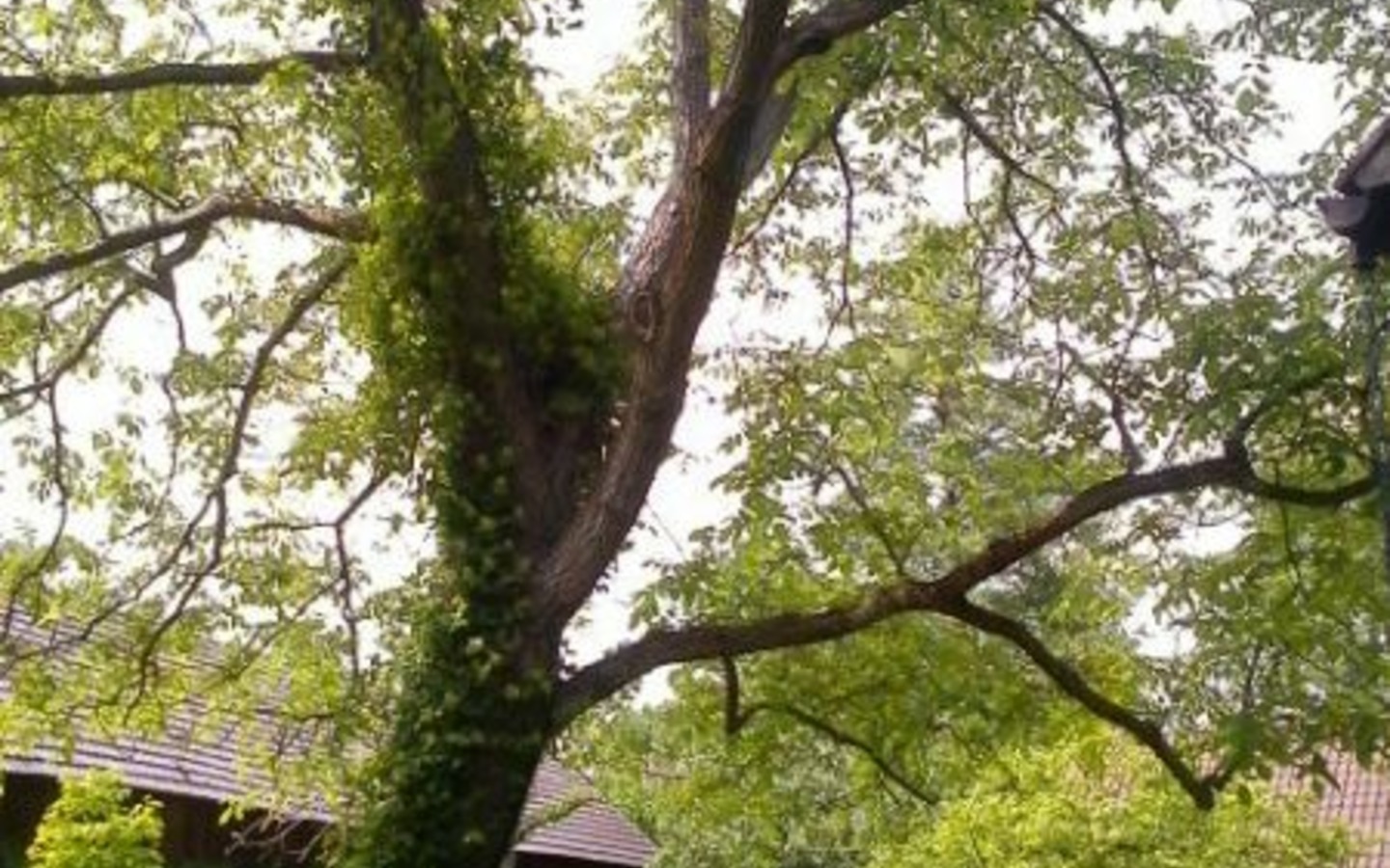 Gartenansicht