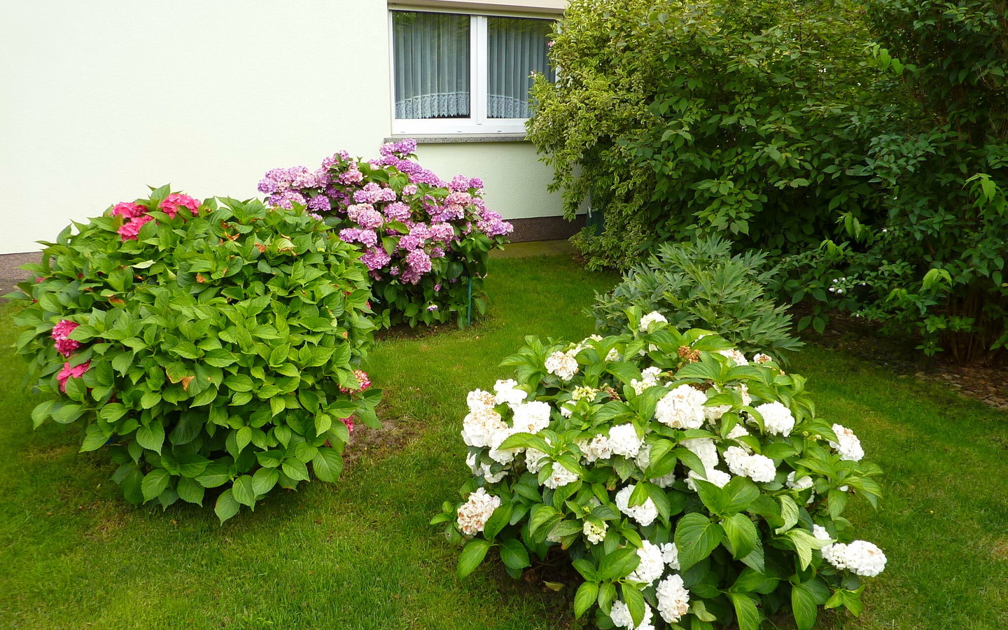 Blumenpracht