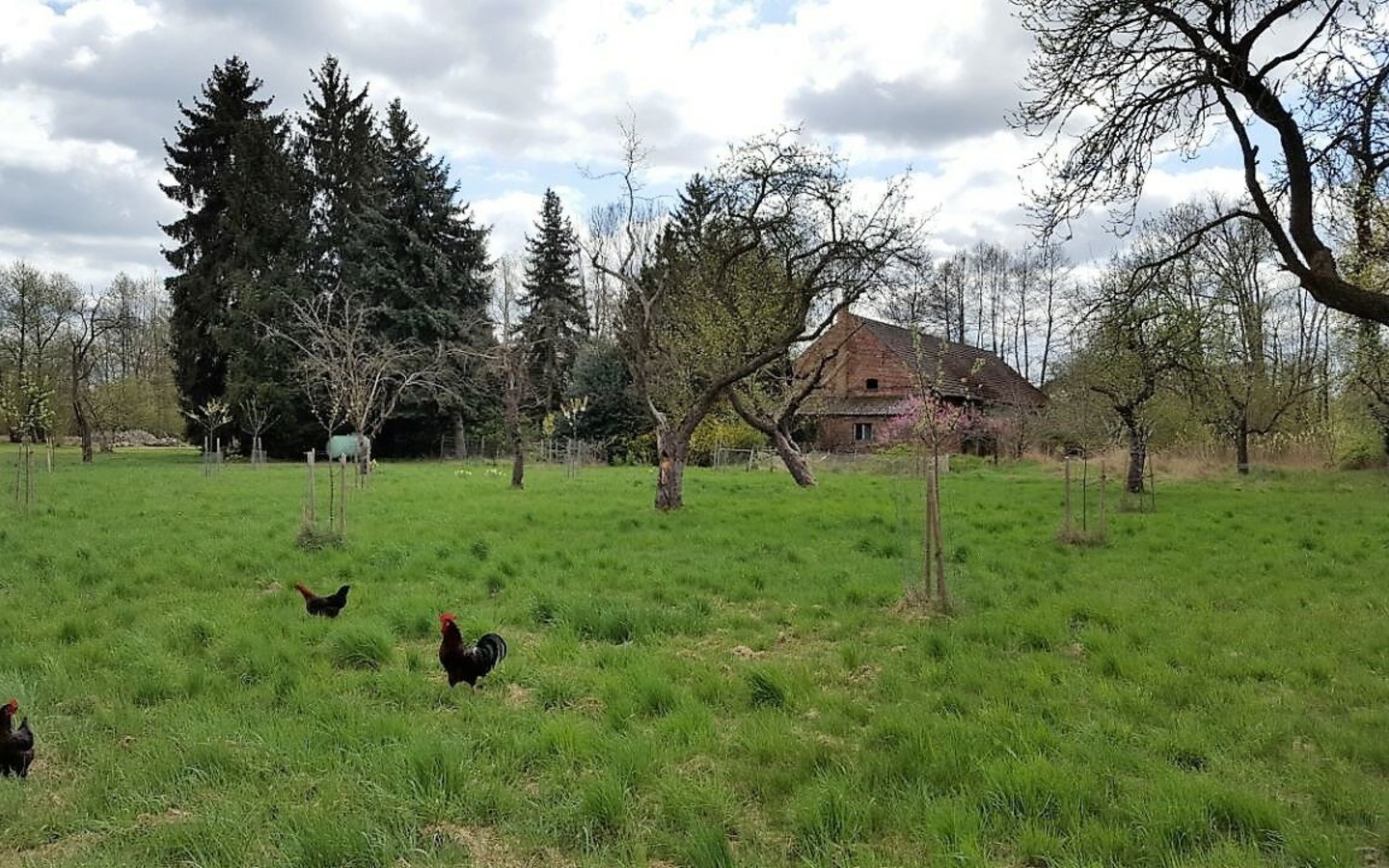 Naturgarten