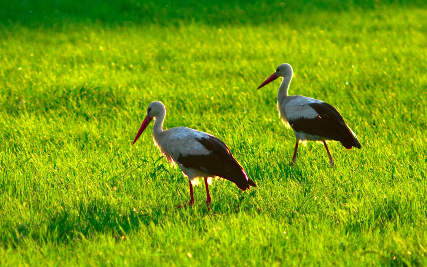 Spreewaldlandschaft mit Störchen in Burg (Spreewald), Foto: Peter Becker