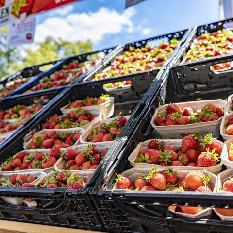 Erdbeeren