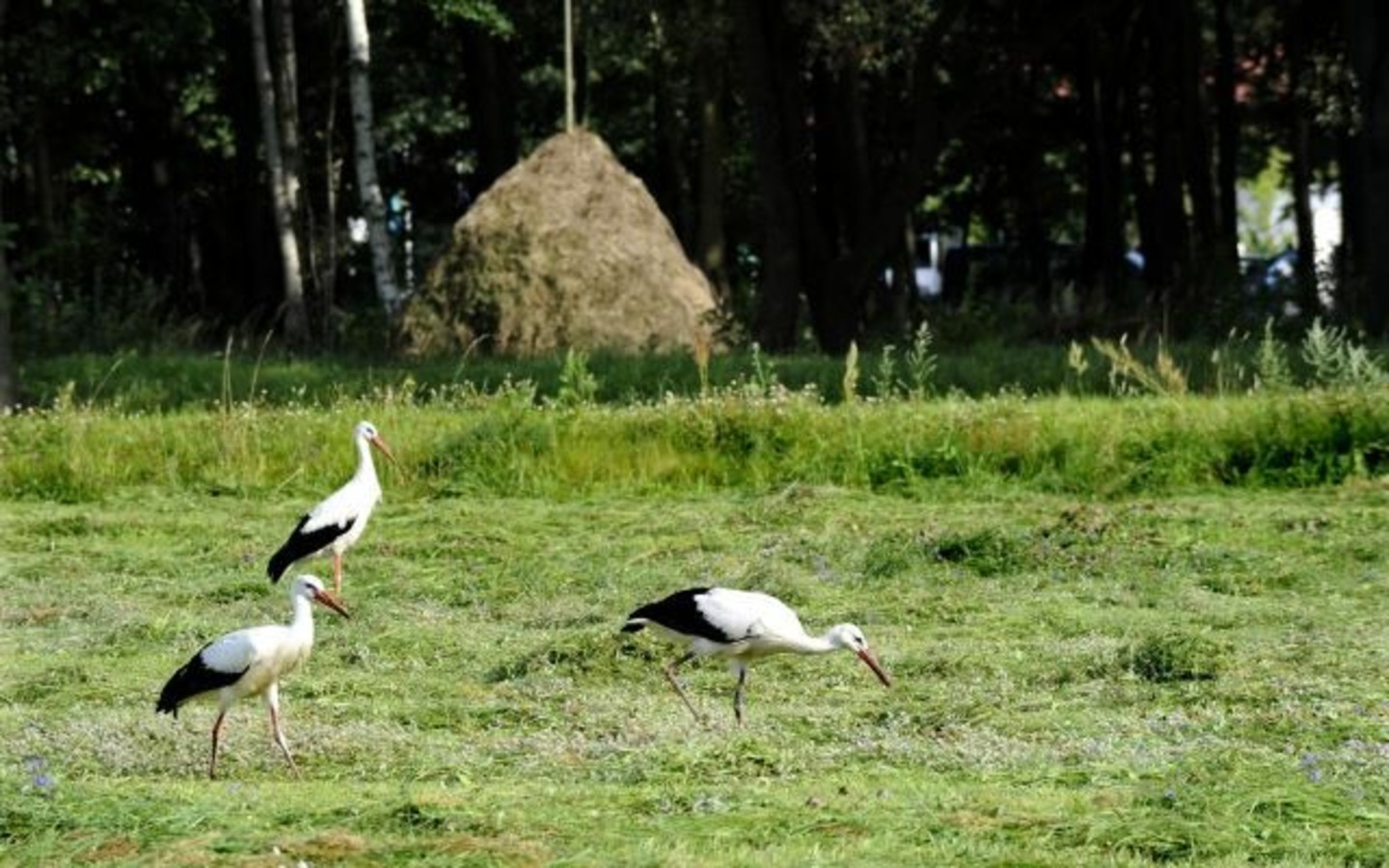 Störche im Spreewald, Foto: Richard Kliche, Lizenz: Amt Burg (Spreewald)