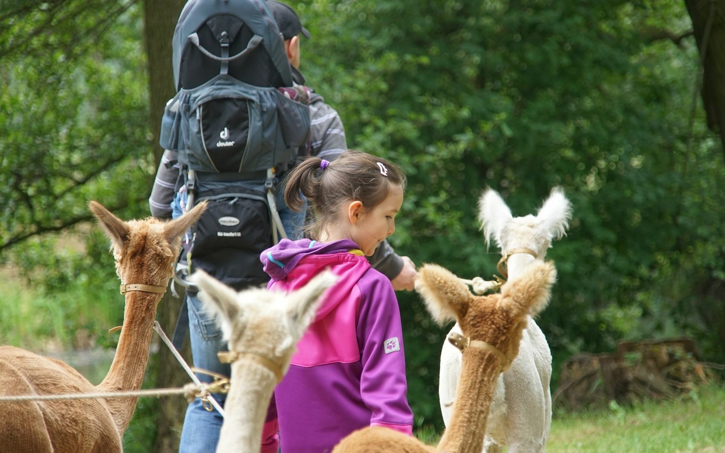 Alpakawanderung, Foto: Bettina Döppner, Lizenz: Franziska Ast