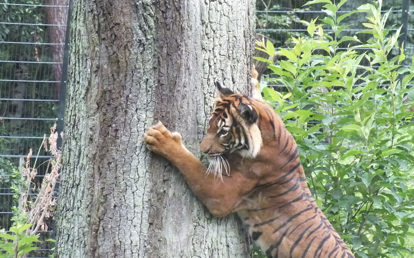 Tiger auf der in 2015 neueröffneten Außenanlage, Foto: Tierpark Cottbus