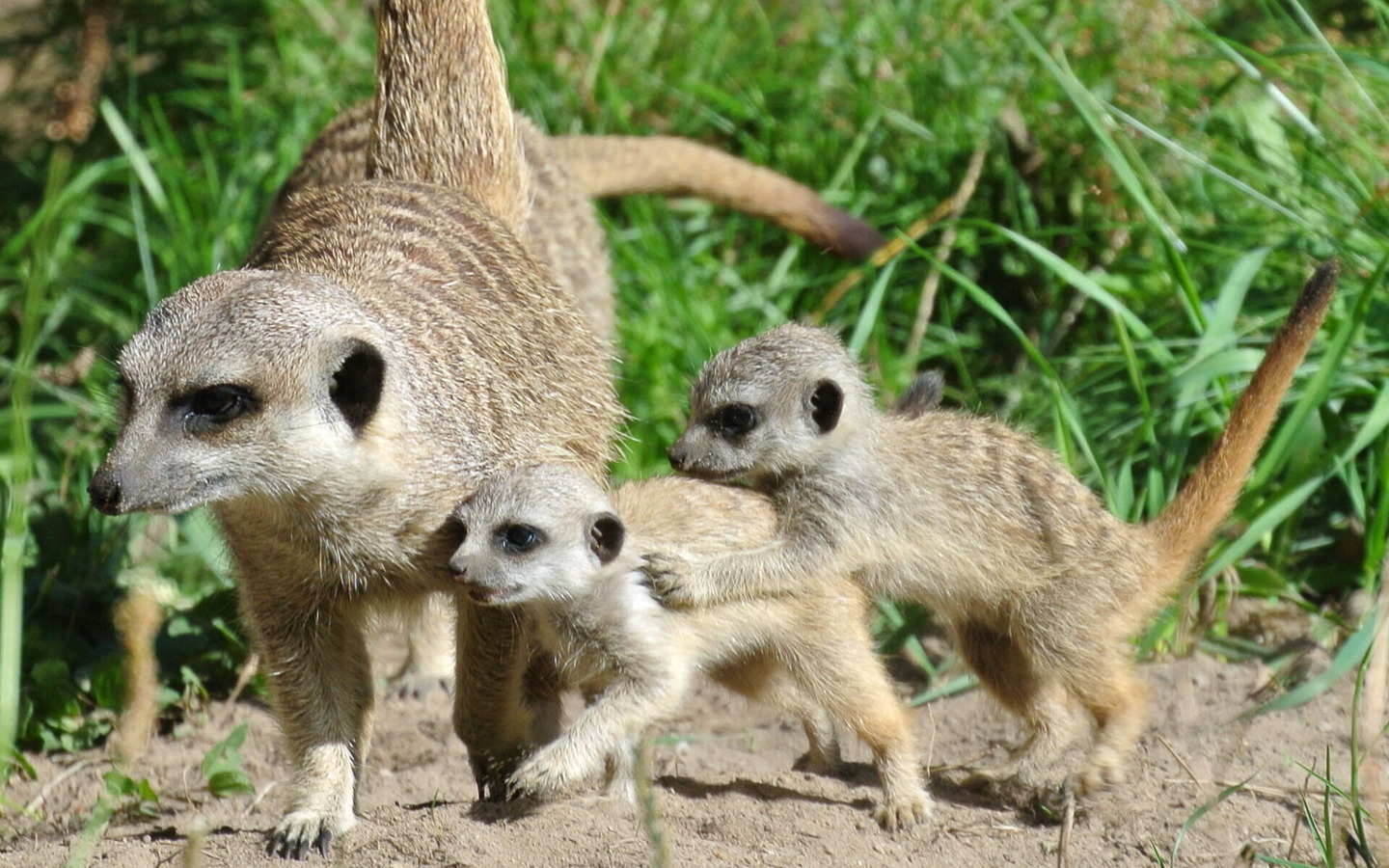 Erdmännchen, Foto: Tierpark Cottbus