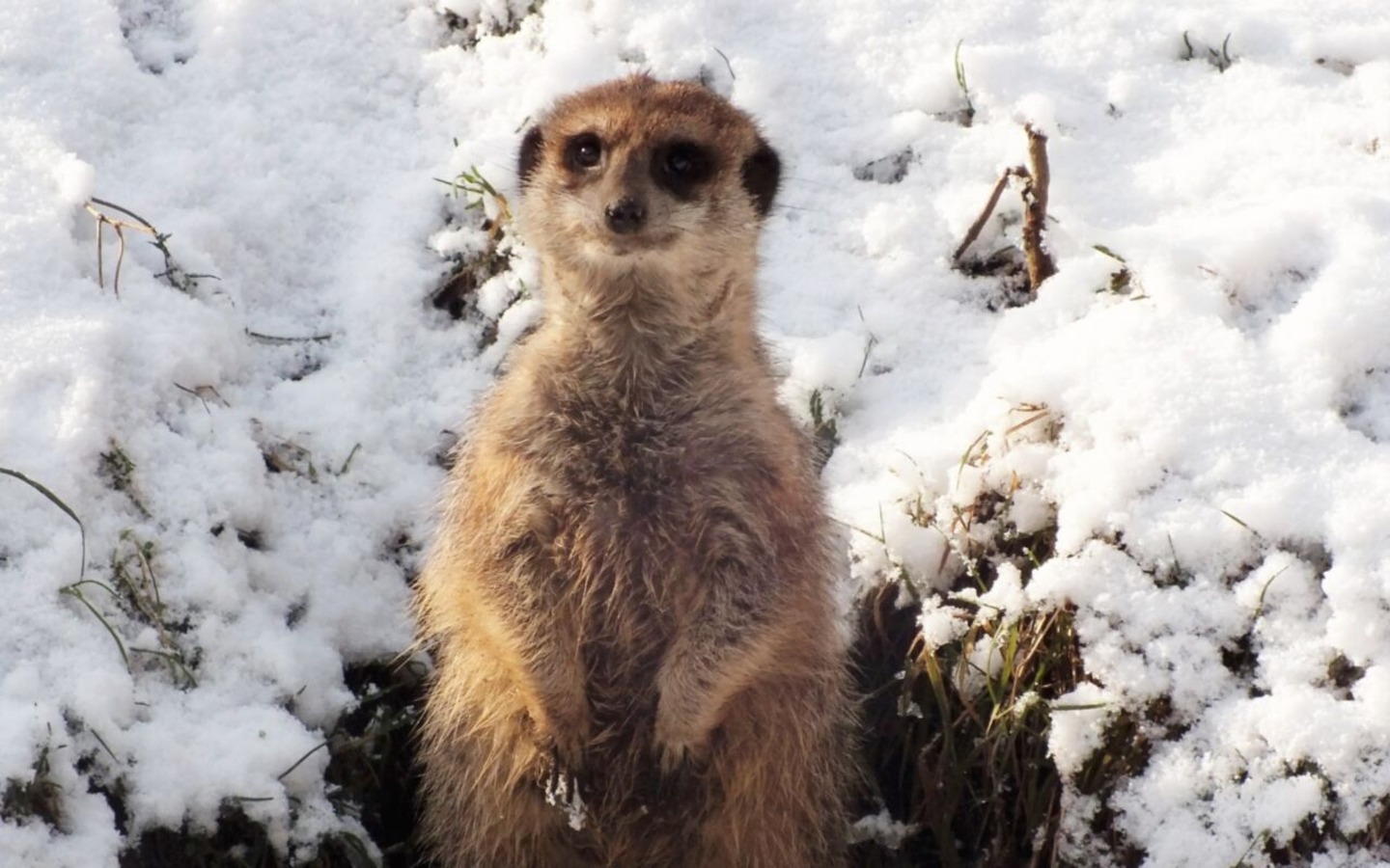 Erdmännchen im Schnee, Foto: Tierpark Cottbus