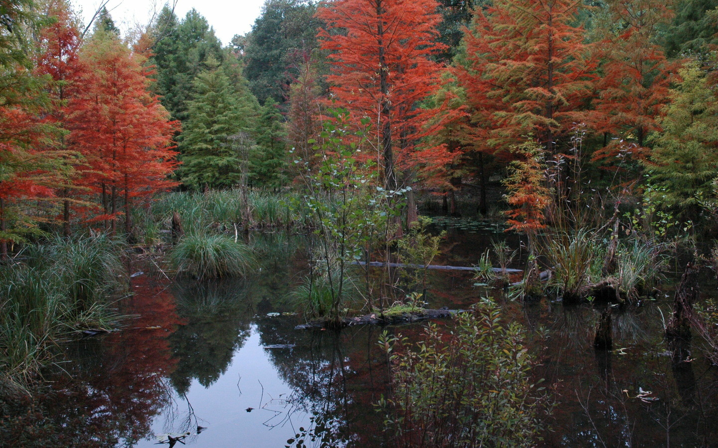 Tertiärwald im Spreeauenpark, Foto: Iris Zachow